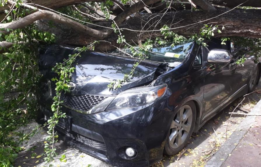 Árbol gigante cae encima de un vehículo en Santiago