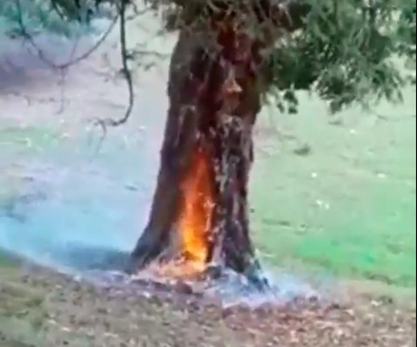 VIDEO | Árbol se quema luego de que “bola cayera del cielo” - Diario Libre