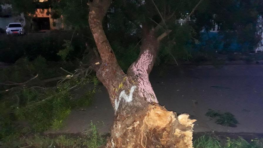 Ventarrón derriba árbol y obstruye calle en Invivienda