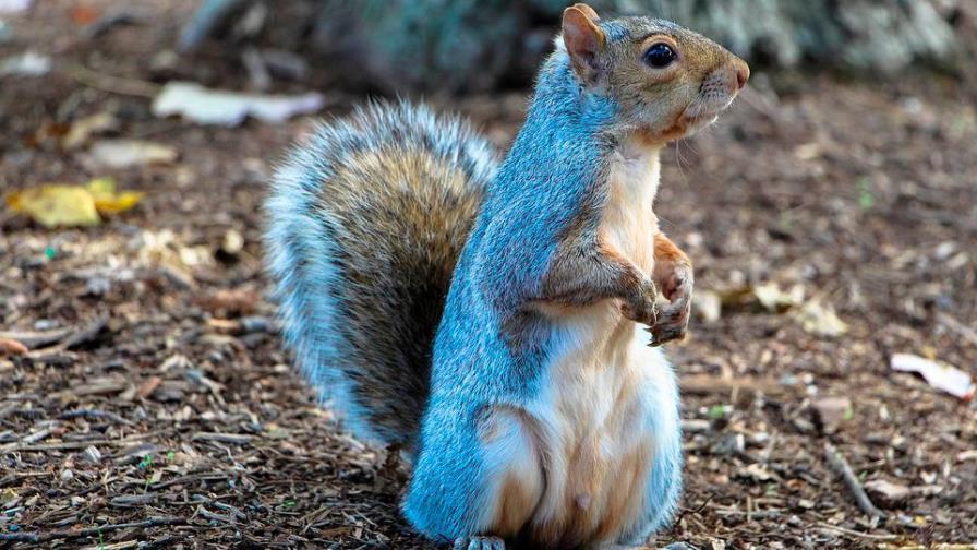 Ardilla pide ayuda a una mujer para salvar a su bebé herida