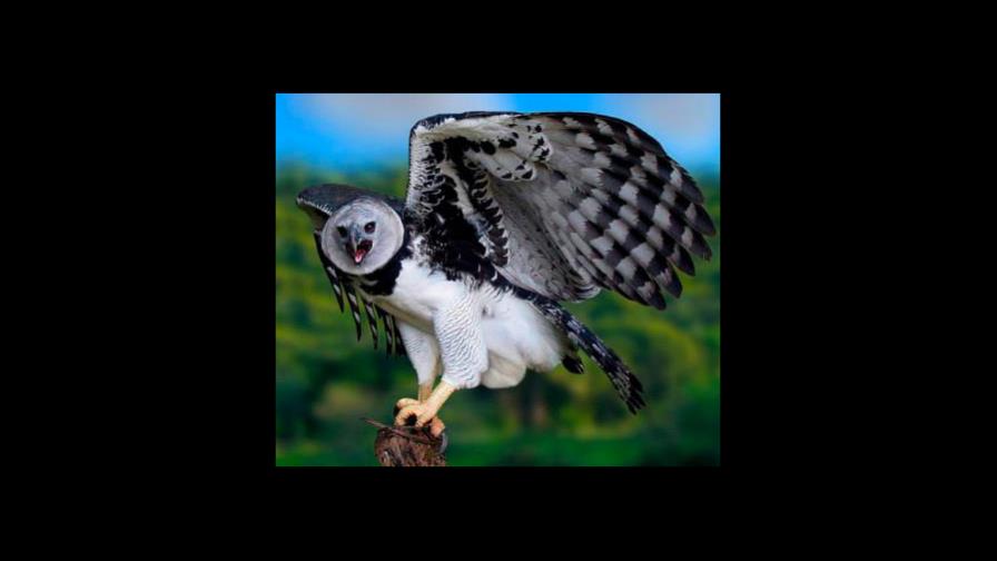 La deforestación amenaza los jaguares y águilas arpías de la Amazonía