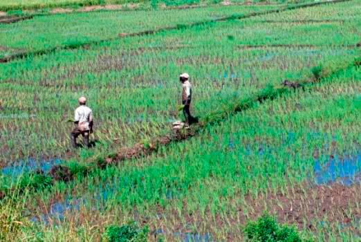 Prohíben siembra de arroz en el Cibao y Línea Noroeste por la sequía 