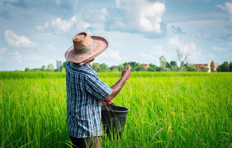 Los dominicanos consumen un millón de quintales de arroz por mes  