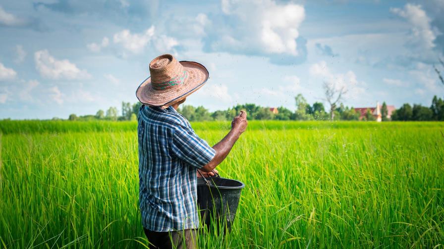 Los dominicanos consumen un millón de quintales de arroz por mes  