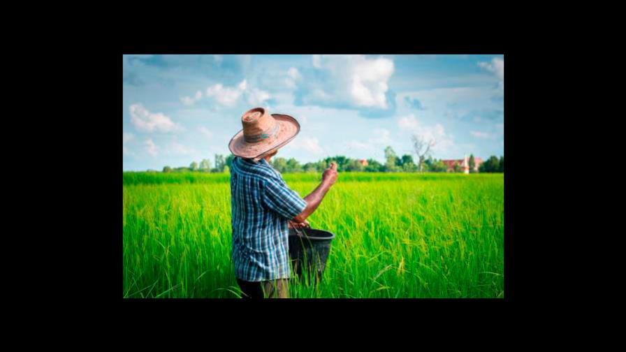 Gobierno se prepara para proteger al sector arrocero del DR-Cafta