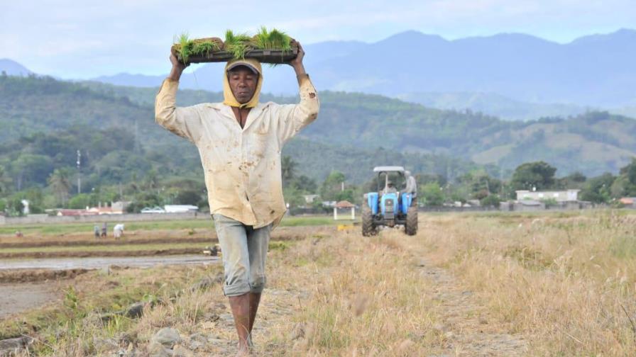 Ministro de Agricultura garantiza que precios del arroz se mantendrán estables