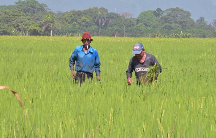 Autoridades aseguran que precio de la libra de arroz no debe superar 27 pesos