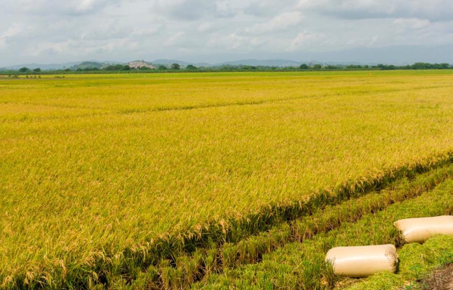 Banreservas aprueba RD$6,000 millones para producción de arroz 2021-2022