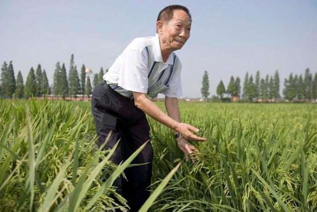 China despide de forma masiva a Yuan Longping, el padre del arroz híbrido
