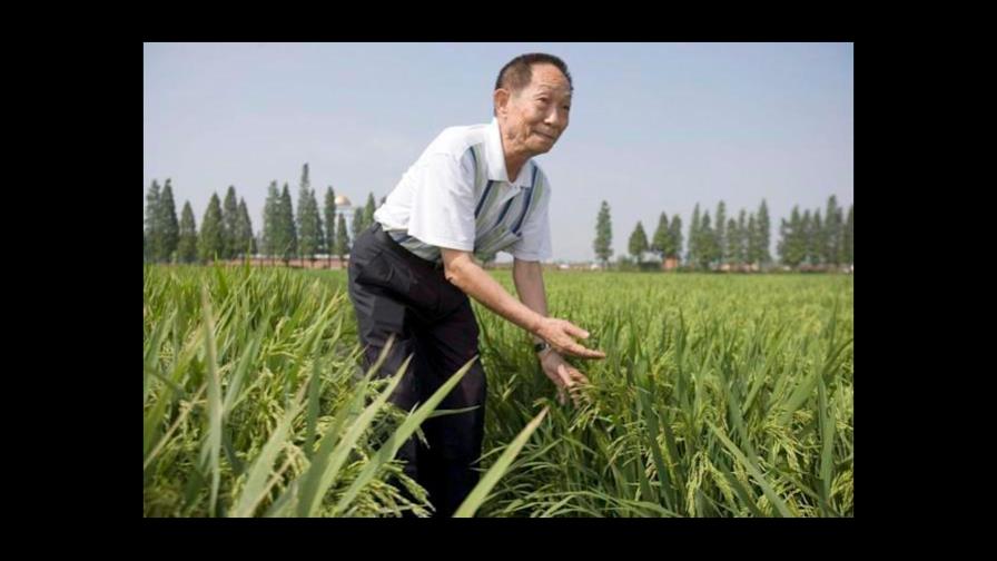 China despide de forma masiva a Yuan Longping, el padre del arroz híbrido