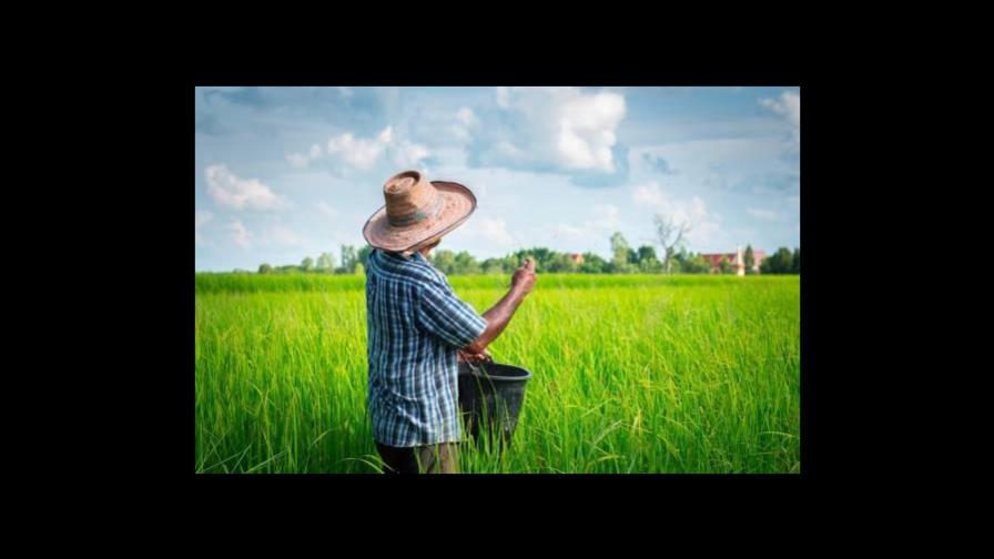 Productores alzan su voz para proteger sector arrocero de RD y Centroamérica