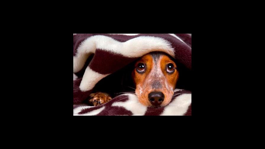 Los perros sufren depresión