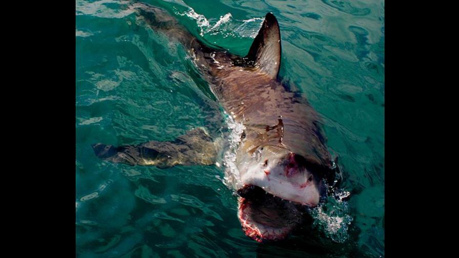 Desaparece un bañista por el supuesto ataque de un tiburón en Australia