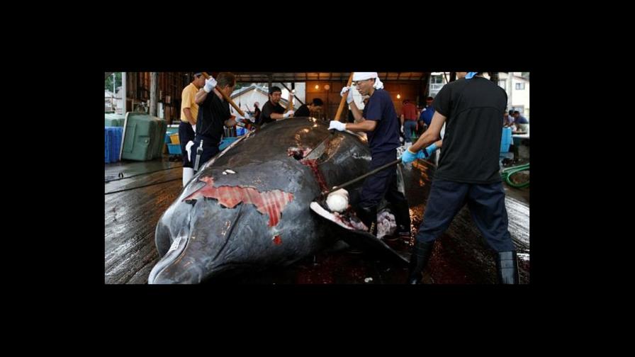 Venden atún aleta azul en 3 millones de dólares en Tokio