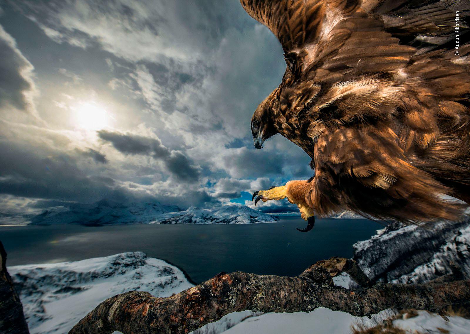“Tierra del águila” por Audun Rikardsen, Noruega. Ganador de Comportamiento: Aves. 