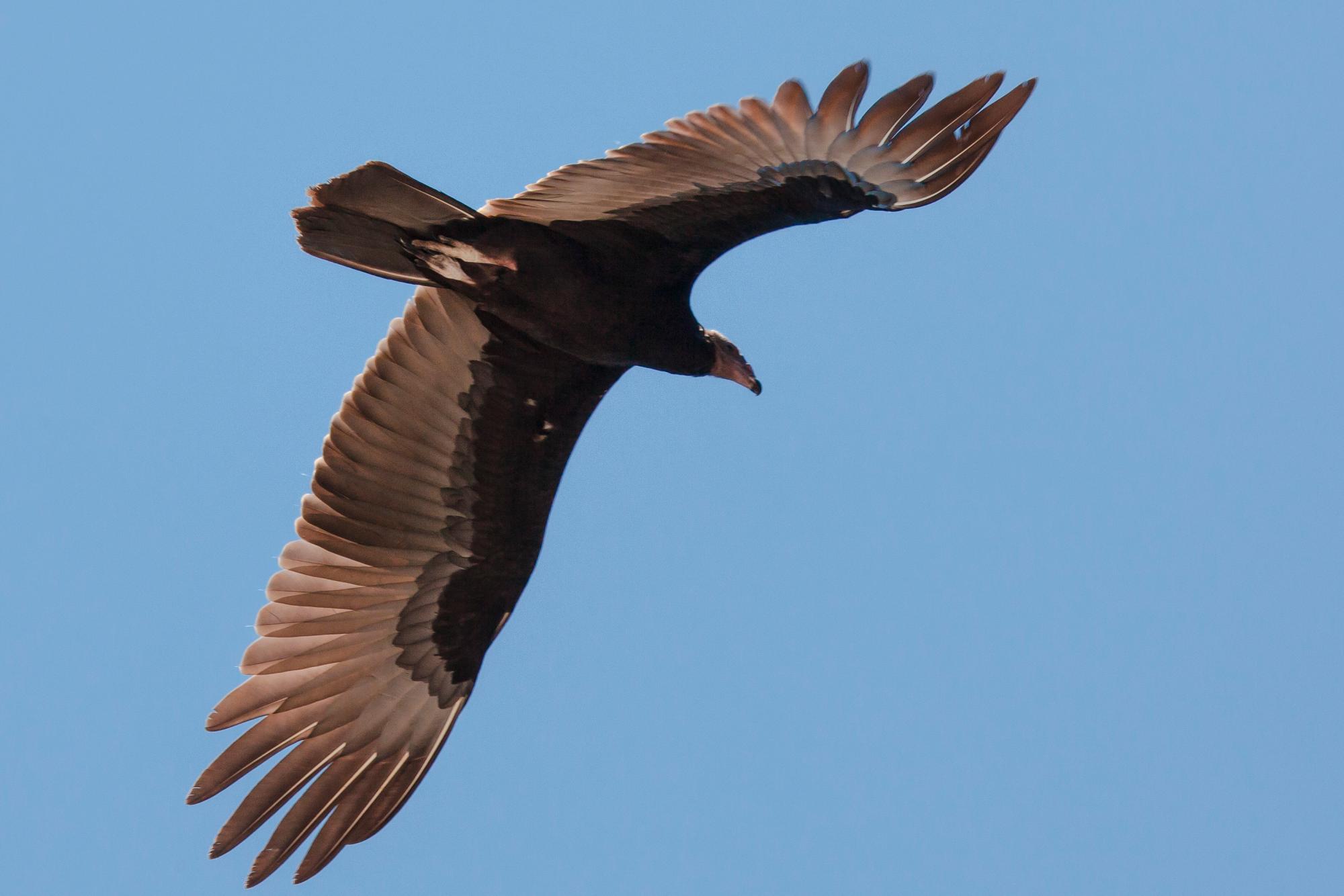 Aura tiñosa,   Cathartes aura o buitre americano.