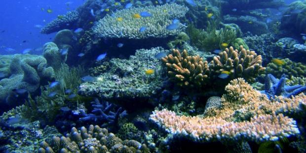 Un estudio revela que los corales necesitan una década para recuperarse del blanqueo