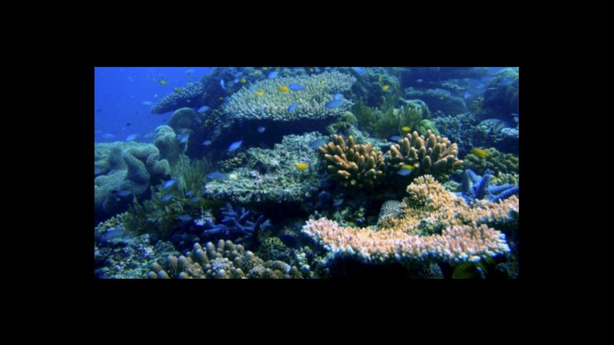 Un estudio revela que los corales necesitan una década para recuperarse del blanqueo Un estudio revela que los corales necesitan una década para recuperarse del blanqueo