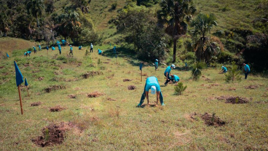 Empleados de Banco Popular siembran 22,400 árboles en Plan Sierra 