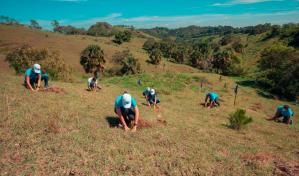 Empleados de Banco Popular siembran 22,400 árboles en Plan Sierra 