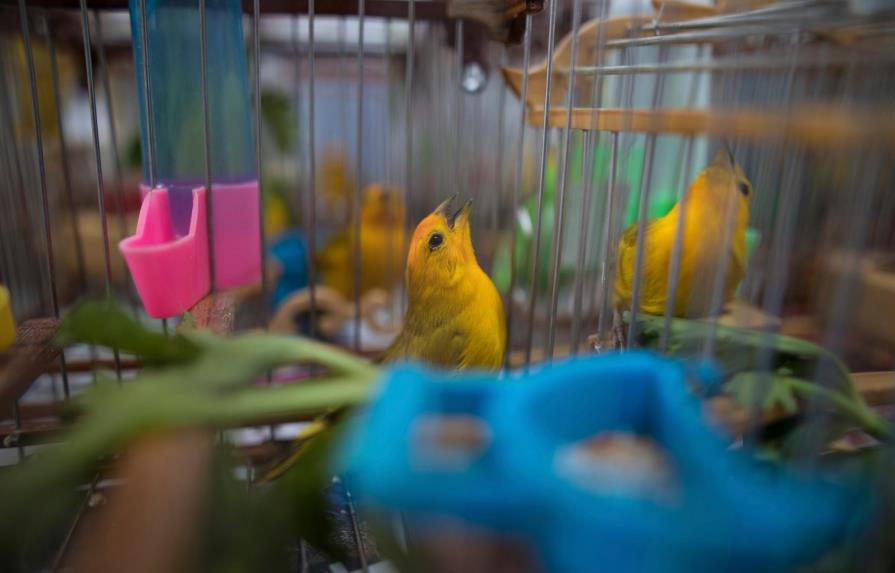 Colombia combate tráfico de fauna, silencia torneos de aves