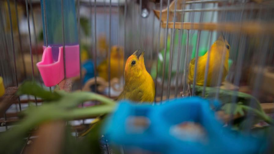 Colombia combate tráfico de fauna, silencia torneos de aves Colombia combate tráfico de fauna, silencia torneos de aves