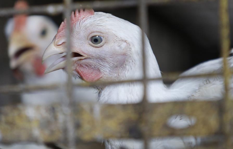 Aves detectadas con gripe aviar fueron eliminadas 