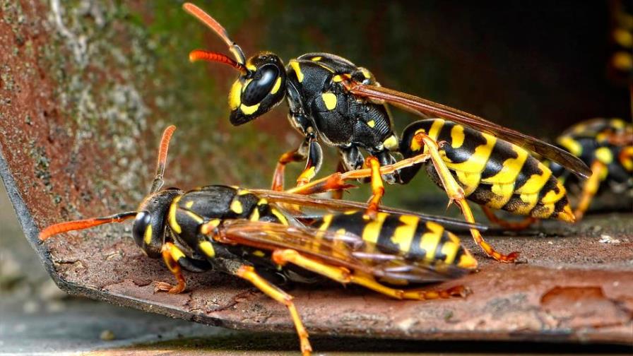 Avispas enojadas ayudan a la policía alemana a atrapar a un fugitivo 