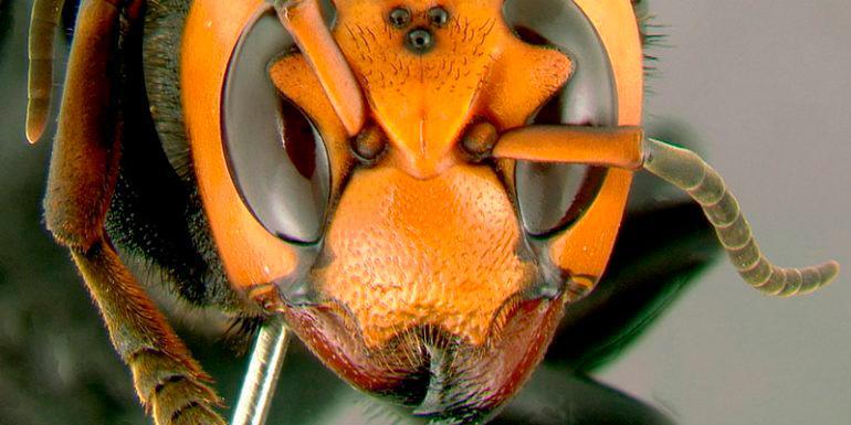 Los “avispones asesinos” son un peligro para las abejas en Estados Unidos
