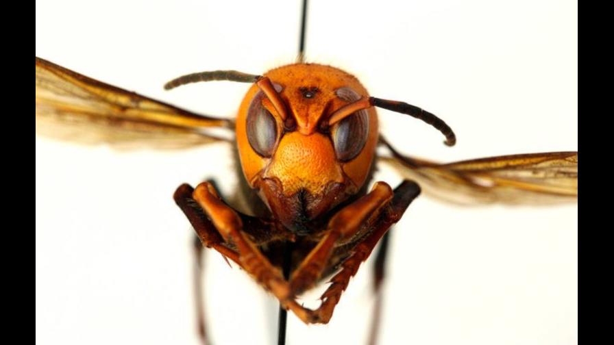 “Avispones asesinos” de Asia “invaden” a Estados Unidos 