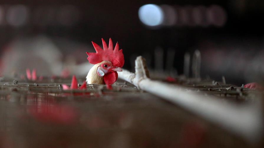 Se doblan los focos de gripe aviar en Francia cerca de la frontera española
