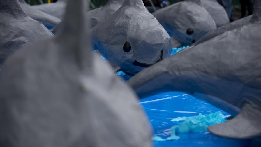 Grupos piden presionar a México para salvar a vaquita marina