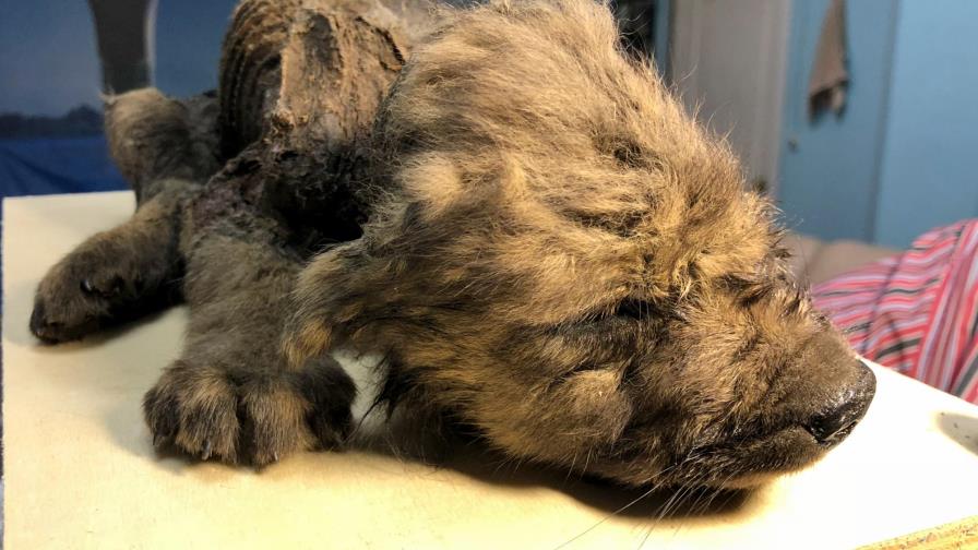 Hallan cachorro congelado de hace unos 18.000 años