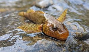 Operaci&oacute;n Salvar al asprete, un pez que vivi&oacute; con los dinosaurios