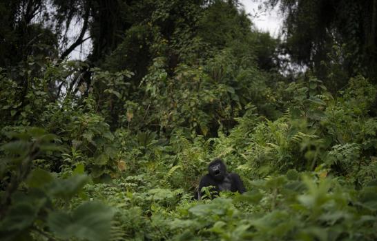 Medidas “extremas” para salvar a los gorilas en África