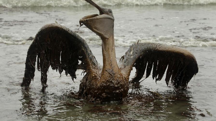 Derrame sigue afectando vida silvestre del Golfo de México