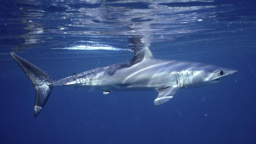 Estudio: La población de tiburones cayó 70% en medio siglo