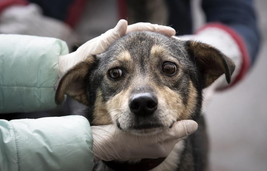 Durante cuarentena en Moscú, algunas personas adoptan perros