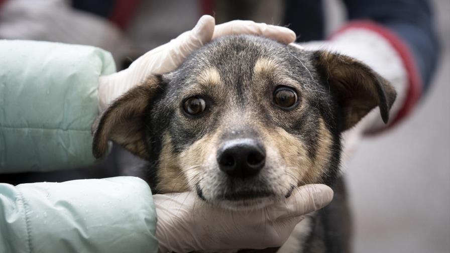 Durante cuarentena en Moscú, algunas personas adoptan perros