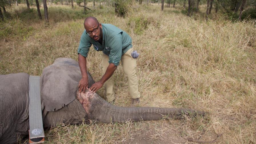 Caza furtiva provoca evolución de elefantes sin colmillos