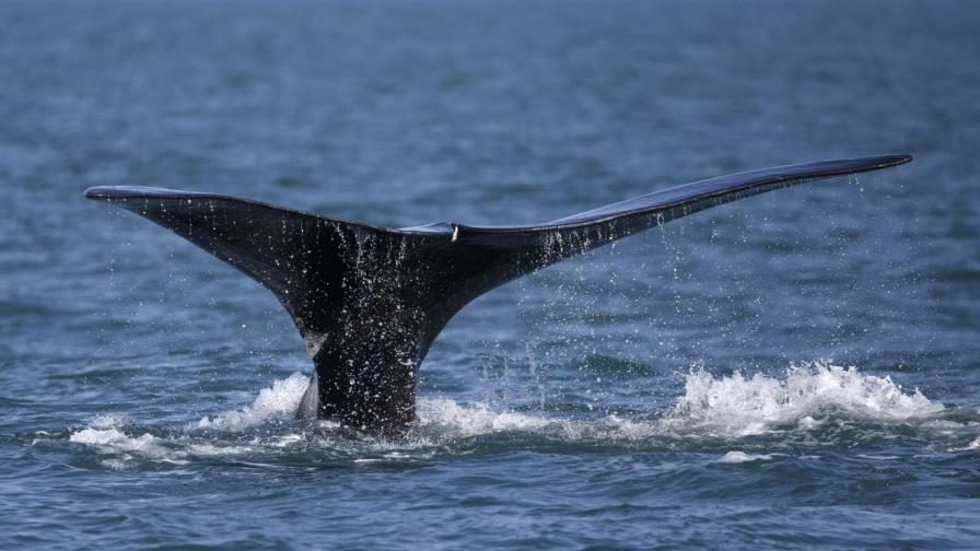 Desarrollan proyecto para proteger ballenas desde el espacio