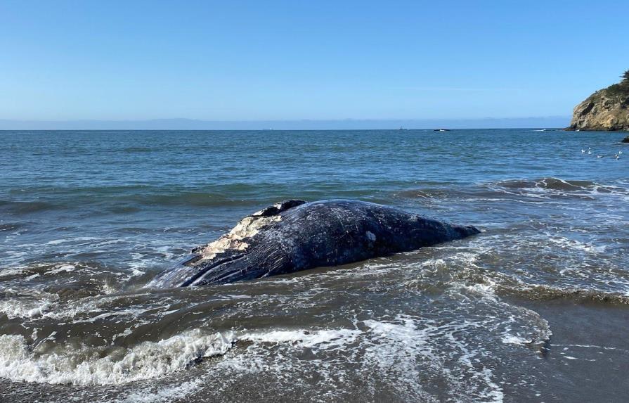 Hallan cuatro ballenas muertas en las playas de la Bahía de San Francisco