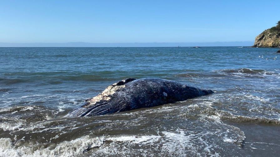 Hallan cuatro ballenas muertas en área de San Francisco