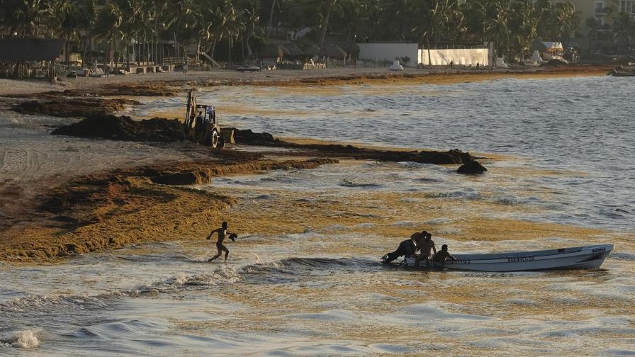 Costa caribeña de México sufre azote del sargazo