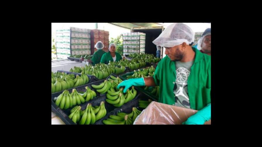 Productores dominicanos piden a la UE cambios en las normas sobre orgánicos