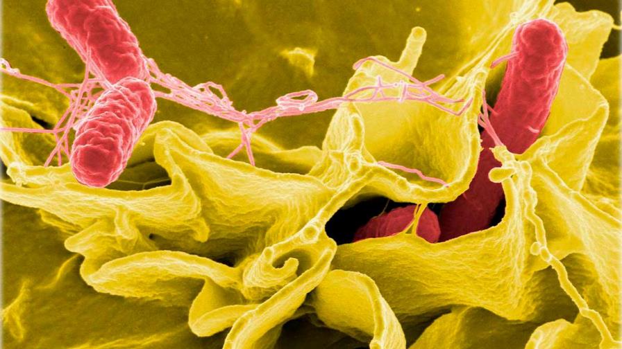 Una vacuna contra el cólera, oral y basada en el arroz es segura en humanos Una vacuna contra el cólera, oral y basada en el arroz es segura en humanos