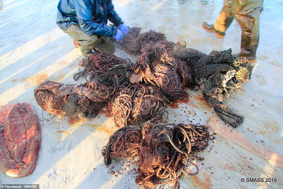 Desechos encontrados en el estómago de la ballena.