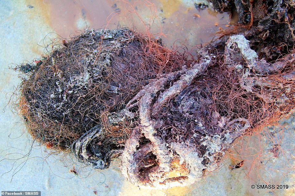 Más desechos que fueron encontrados en el estómago de la ballena.