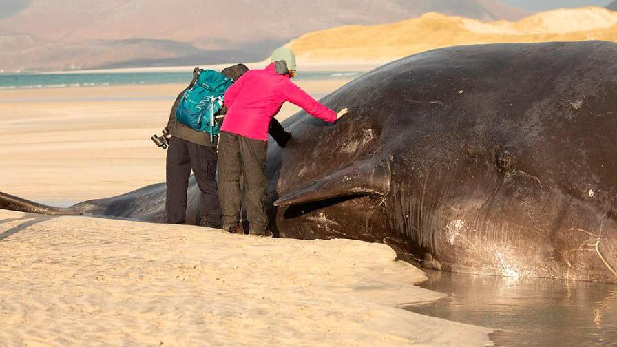 Ballena encontrada muerta tenía 220 libras de basura en su estómago Ballena encontrada muerta tenía 220 libras de basura en su estómago