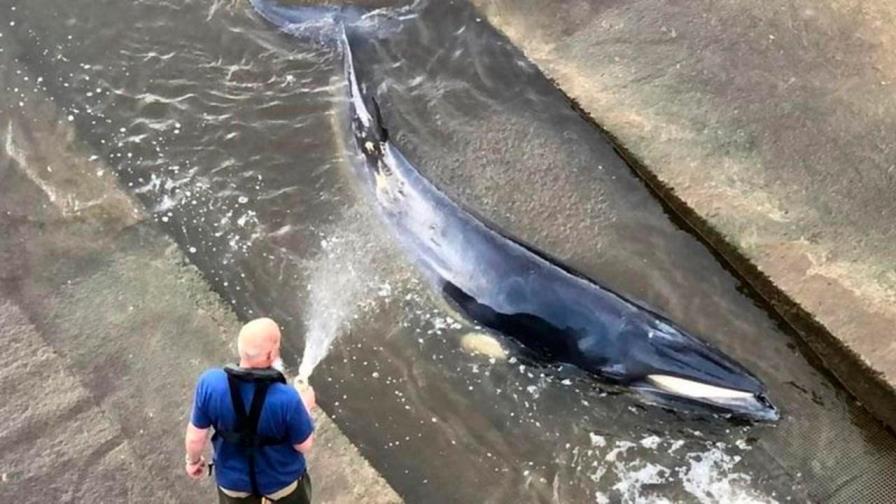 Rescatan a una ballena varada en el río Támesis Rescatan a una ballena varada en el río Támesis